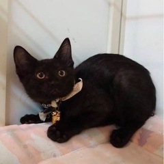 【里親決定】ハスキーボイスの黒猫ちゃん♬
