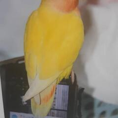 インコを探しています。