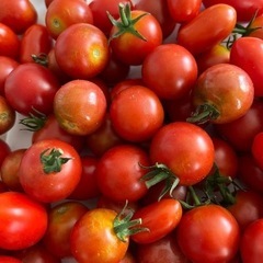 朝収穫　農薬トマト600g
