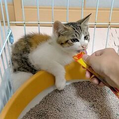 譲渡済み☆生後３カ月、可愛い三毛虎の子猫を保護しました、里親様を募集しています − 福島県