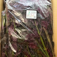 自然農法 赤紫蘇 青森県産