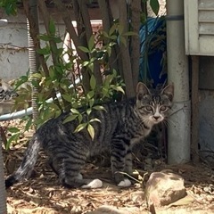 今年生まれた子猫 - 加須市