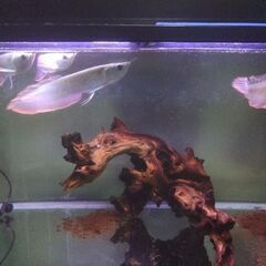 900×450水槽セット