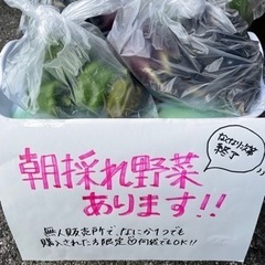 朝採れ野菜★無料