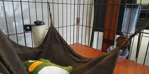 その他 【猫飼い始めセット】猫ケージ、爪とぎ、トイレ、給水機 