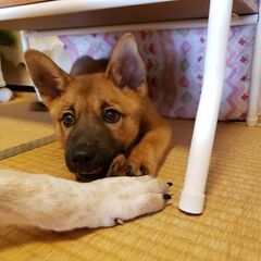 里親さま、決定。子犬のむぎ君