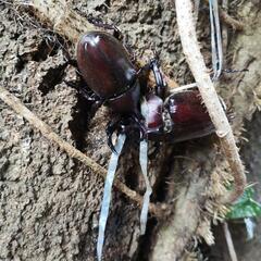 カブト虫　クワガタ虫