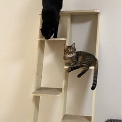 【お話中】キャットタワー　猫用　タワー