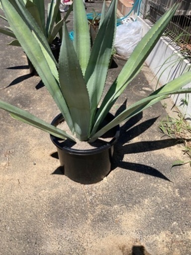 アガベ アオノリュウゼツラン ②