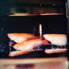 [めだか]　アルビノ楊貴妃　1～1.5cmの稚魚10匹　