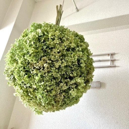 アナベル紫陽花フライングボールリース アナベル紫陽花フライングボールリース