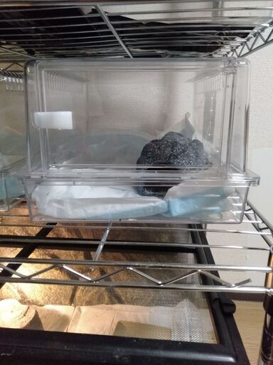 値引き　爬虫類（レオパ、フトアゴ、ニシアフ、カメレオン）飼育用品　スターターセット　家引き取り前提