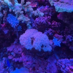 ハナガササンゴ　海水　水槽　サンゴ