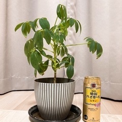 観葉植物 カポック