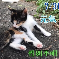 ありがとうございました♪子猫3匹   - 猫