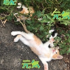 ありがとうございました♪子猫3匹  の画像