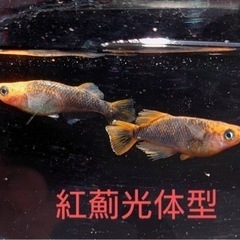【決まりました】✨️紅薊光体型 ✨️若魚ワンペア＋1 