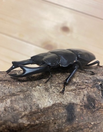 オオクワガタ久留米大型血統幼虫2匹④プレミアムライン