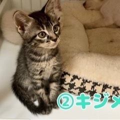 【一時募集停止致します🙇‍♂️】 - 猫