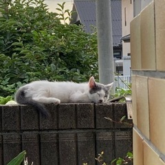 ６月生まれ猫　親離れしたら差し上げます。 − 茨城県