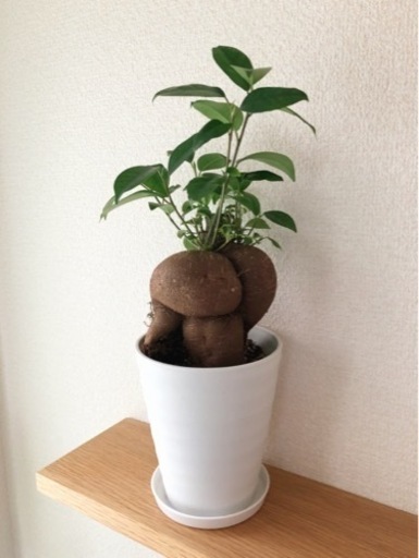 観葉植物　立派な気根☆ガジュマル①　36cm　ホワイトカラーの3.5号の鉢と受け皿付き