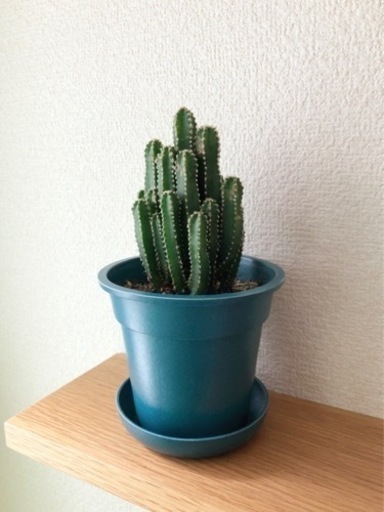観葉植物　セレウス・サボテン　20cm　ブルーカラーの3.5号の鉢と受け皿付き