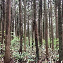 【成約済】山林物件095 青森県