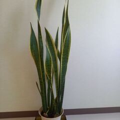 サンスベリア　150cm  観葉植物