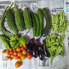 交渉中　ゴーヤと夏野菜のセット