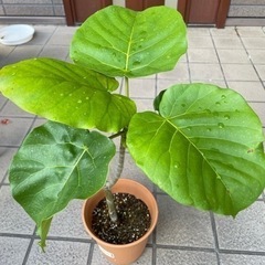 観葉植物　ウンベラータ①