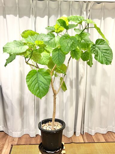 ウンベラータ　約150cm　観葉植物