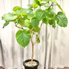 ウンベラータ　約150cm　観葉植物