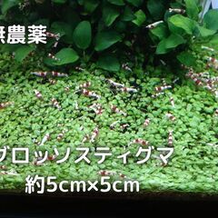 【無農薬】グロッソスティグマ　水草の画像