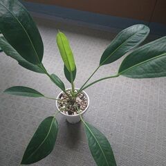 アンスリウム ウィルノデウィ5寸 原種 anthurium