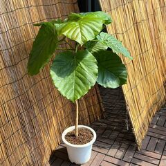 ウンベラータ　約90cm　観葉植物