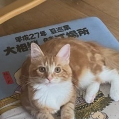 猫を探してください