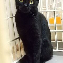 金色の瞳が素敵な小柄なマミさん　黒猫推定3才 − 神奈川県