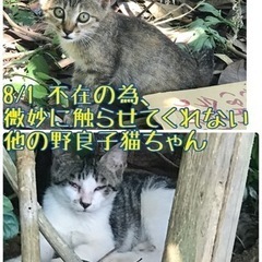 ありがとうございました♪子猫3匹   - 里親募集