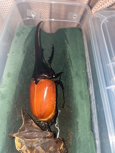 ヘラクレスオオカブトペア・ギラファノコギリクワガタ