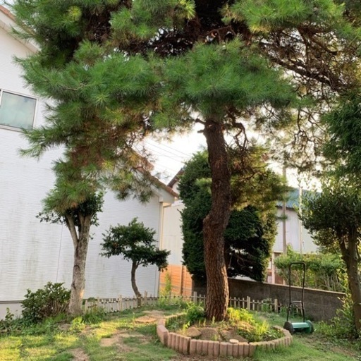 赤松欲しい方