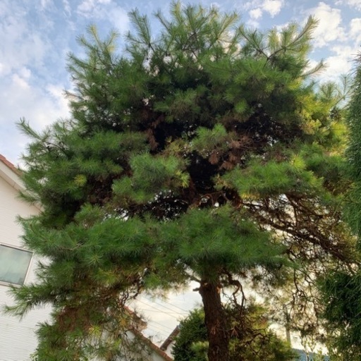 赤松欲しい方