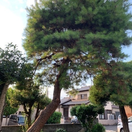 赤松欲しい方