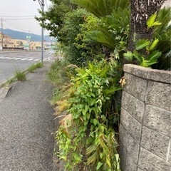 植木剪定・伐採承ります