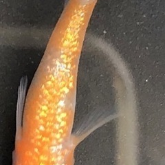 レーヴ Azuma Medaka様直個体 稚魚10匹