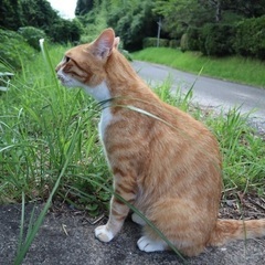 痩せて弱っていたので保護しました。今は健康でとっても元気な人懐っこい猫ちゃんです。 − 鹿児島県