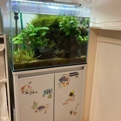 60センチ水槽 ハイタイプ 引退品