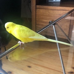 8月1日　黄色のセキセイインコが迷子になりました