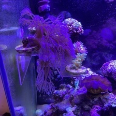 シロスジウミアザミ　海水魚　サンゴ