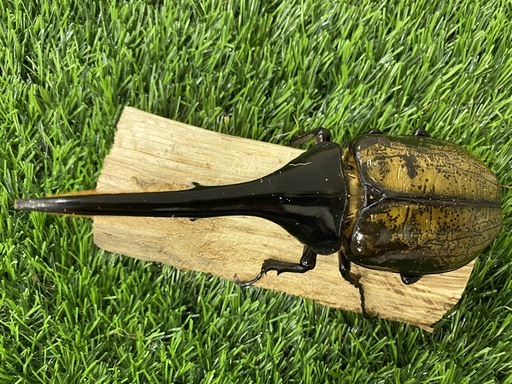 ヘラクレスオオカブト 145upオス単品 (B-9)