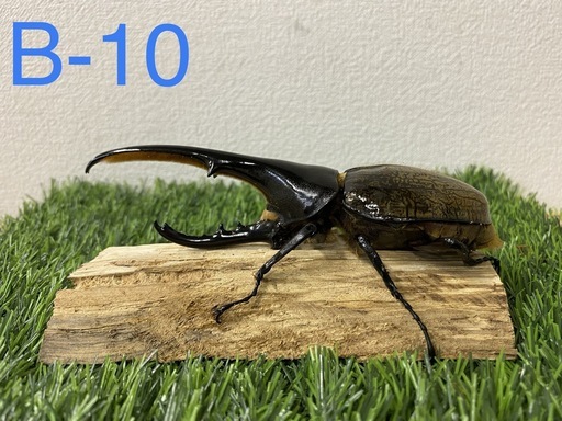 ヘラクレスオオカブト　140upオス単品 (B-10)